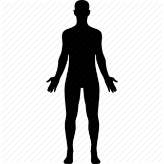 Human Body